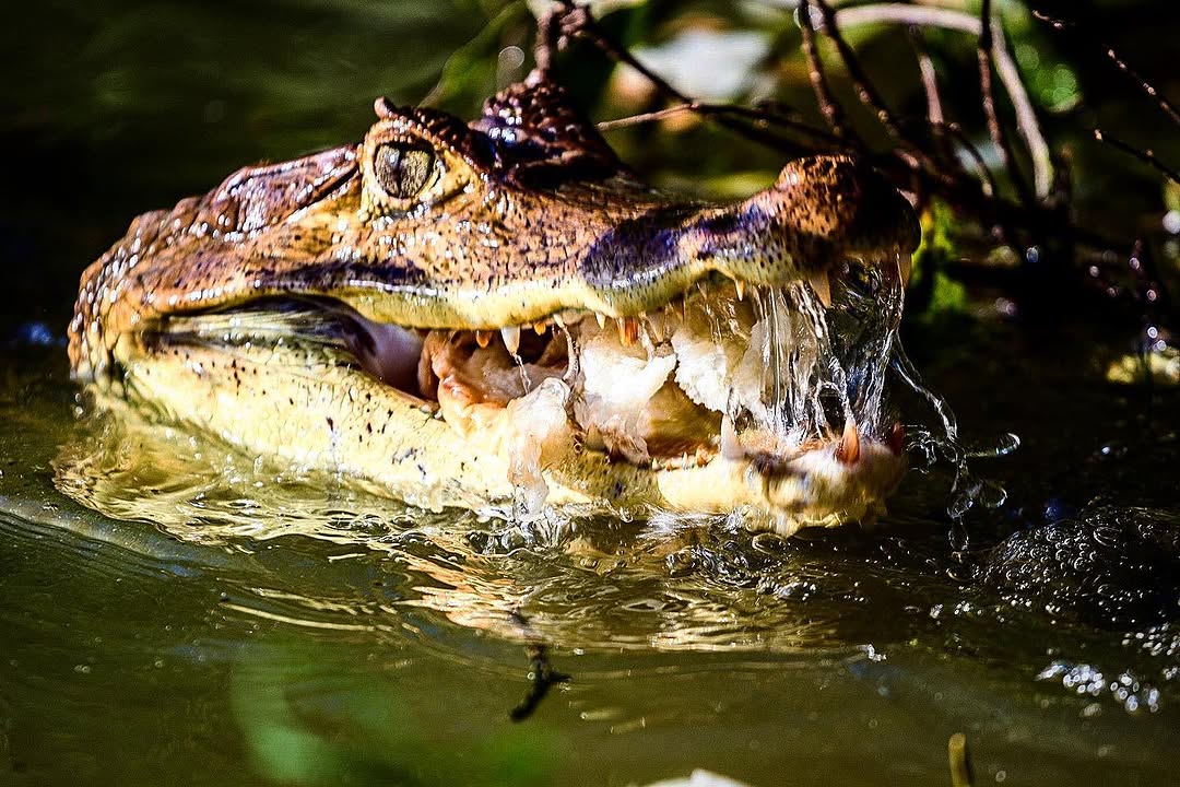 Crocodile at Laguna Big Pond, San Andres Colombia